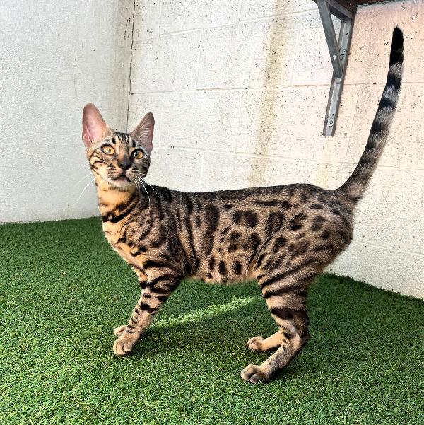 KALI'  GATTINA BENGALA Foto 4